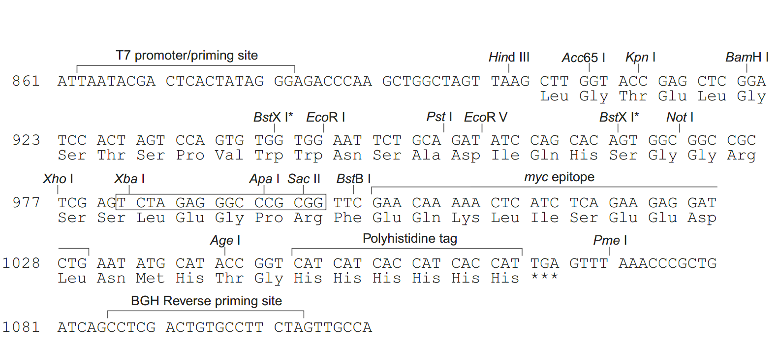 pcDNA4-myc-His B 多克隆位点 点击看大图 pcDNA4-myc-His B 多克隆位点